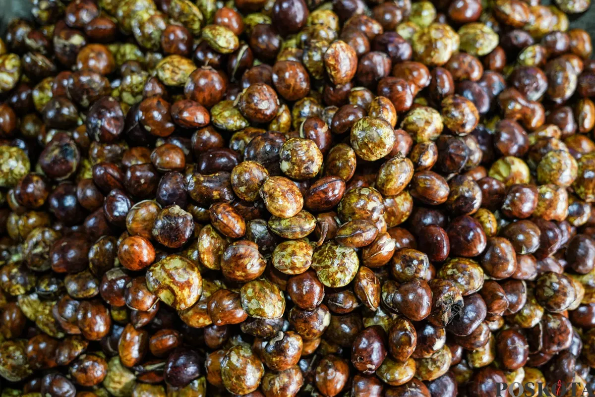 Pedagang jengkol menata buah jengkol di Pasar Induk Kramat Jati dan Pasar Kebayoran Lama, Jakarta, Senin, 11 Agustus 2025. (Sumber: Poskota/Bilal Nugraha Ginanjar)
