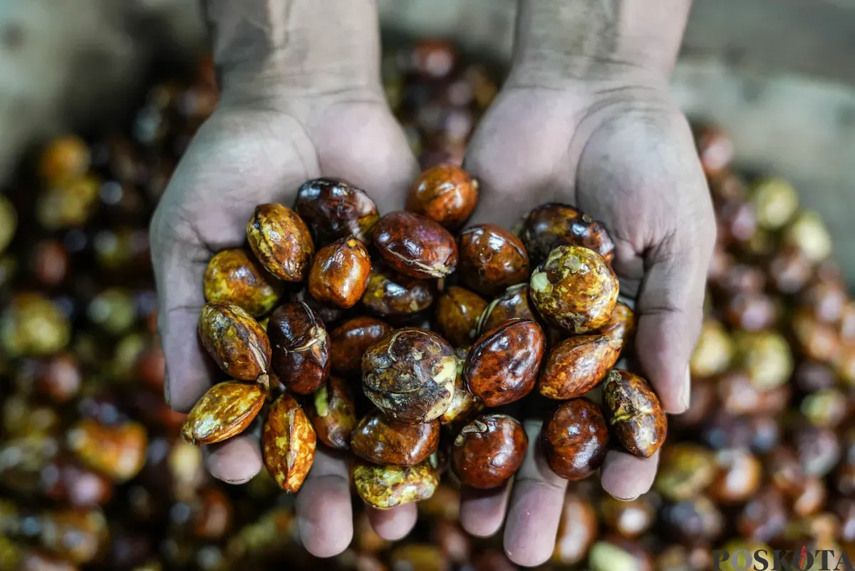 Pedagang jengkol menata buah jengkol di Pasar Induk Kramat Jati dan Pasar Kebayoran Lama, Jakarta, Senin, 11 Agustus 2025. (Sumber: Poskota/Bilal Nugraha Ginanjar)