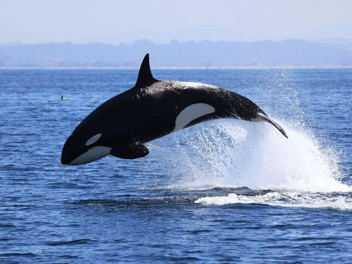 Fakta di Balik Viral Kisah Jessica Radcliffe Pelatih Orca yang Dikabarkan Dimakan Paus: Hoaks atau Kenyataan? (Sumber: Pinterest)