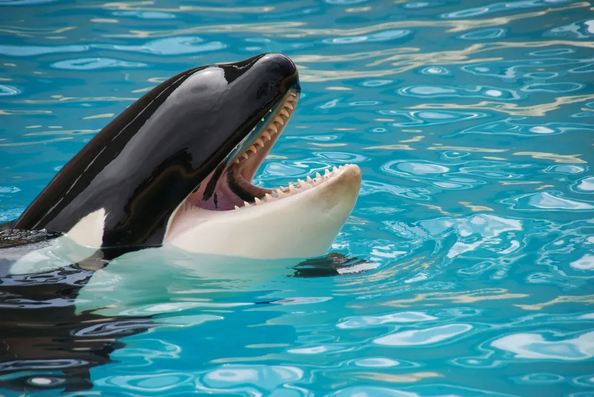 Ilustrasi - viral kisah seorang pelatih orca tewas dimakan paus yang dilatihnya sendiri. (Sumber: Pexels/Pixabay)