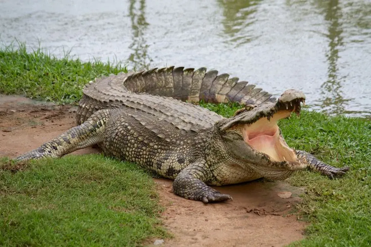 Detik-Detik Buaya Terlihat di Kali Rivaria Depok, Rekaman Videonya Jadi Sorotan Publik (Sumber: Pinterest)