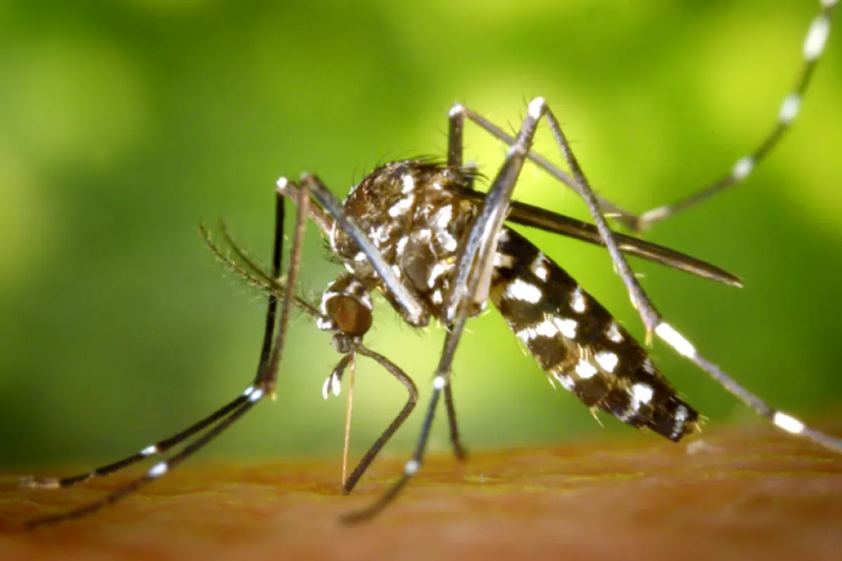 Ilustrasi meningkatnya kasus chikungunya di Kota Bekasi. (Sumber: worldmosquitoprogram)