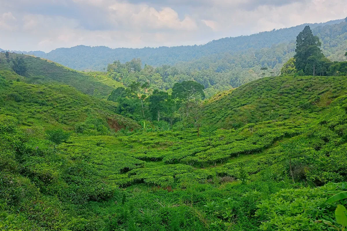 Potret hamparan kebun teh di kawasan wisata Nirmala, di Taman Nasional Gunung Halimun Salak, Desa Malasari, Kecamatan Nanggung, Kabupaten Bogor. (Sumber: Poskota/Giffar Rivana)