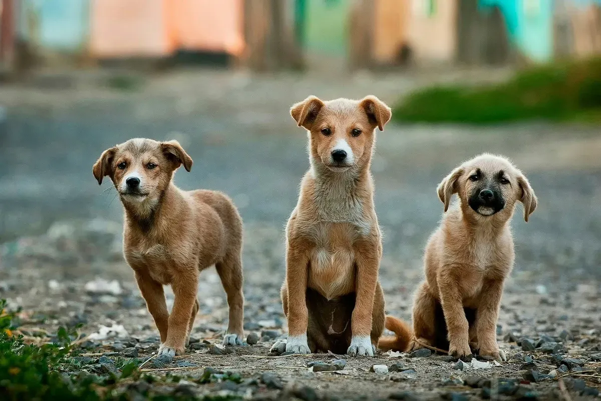 Hari Anjing Sedunia Diperingati Tiap Tanggal 26 Agustus, Berikut Penjelasan dan Cara Merayakannya (Sumber: Unsplash/Anoir Chafik)
