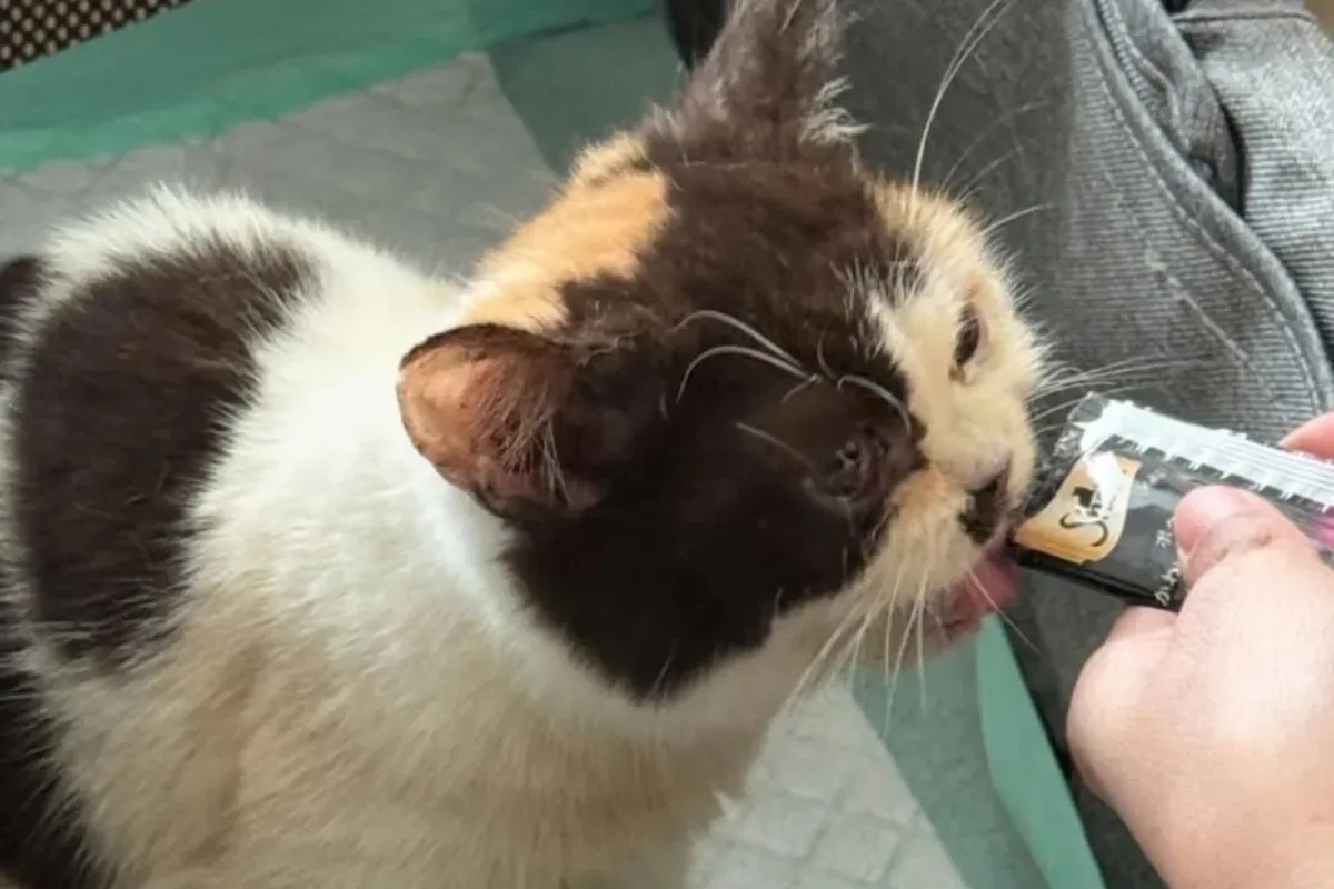 Potret kucing Uya Kuya yang diselamatkan oleh Sherina Munaf. (Sumber: Threads/Sherina Munaf)