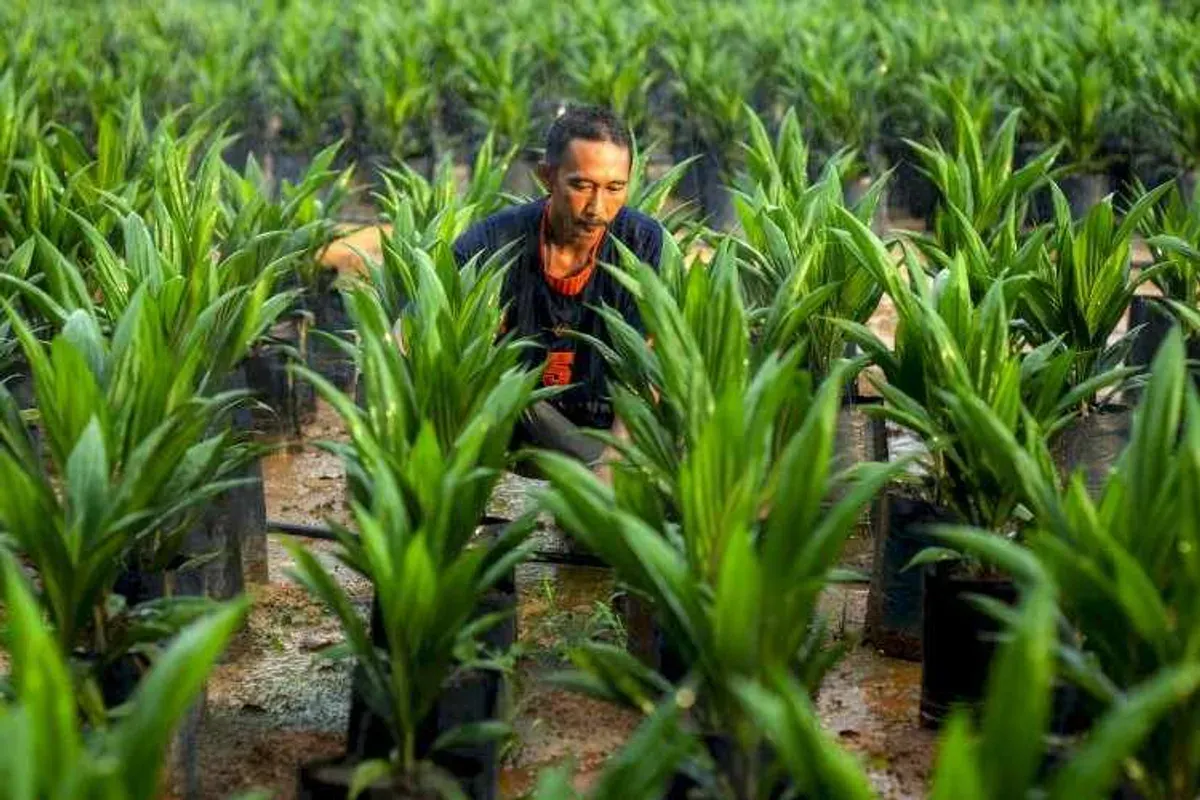 Peraturan Menteri Pertanian Nomor 33 Tahun 2025 tentang Sertifikasi Kelapa Sawit Berkelanjutan (ISPO) untuk memperkuat tata kelola sawit nasional. (Sumber: Istimewa)