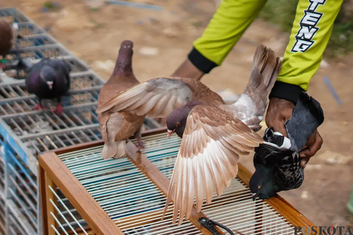 Sejumlah warga menerbangkan burung merpati di kawasan Menteng Pulo, Jakarta, Rabu, 3 Desember 2025. (Sumber: Poskota/Bilal Nugraha Ginanjar)