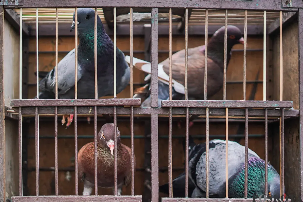 Sejumlah warga menerbangkan burung merpati di kawasan Menteng Pulo, Jakarta, Rabu, 3 Desember 2025. (Sumber: Poskota/Bilal Nugraha Ginanjar)