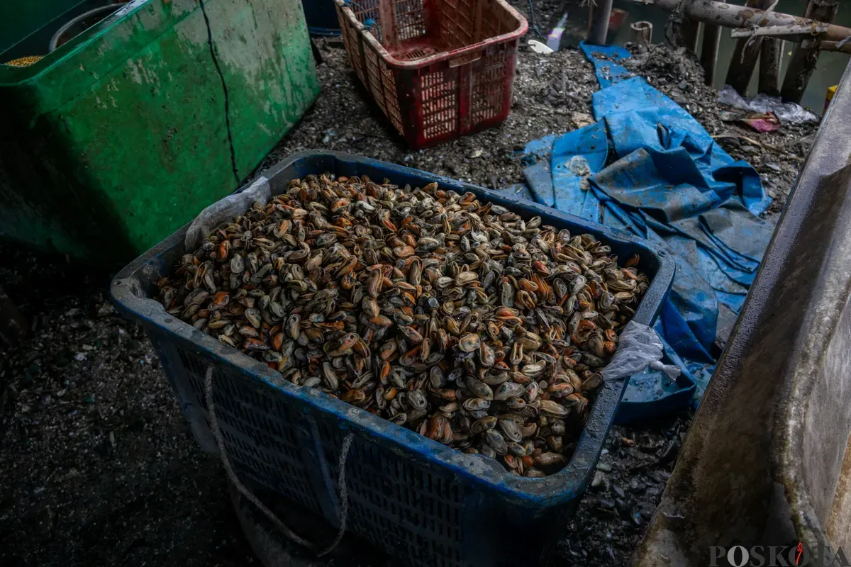 Pekerja mengupas kerang hijau di Muara Angke, Jakarta Utara, Rabu,  3 Desember 2025. (Sumber: Magang Poskota/Dhiya Ahmad Fauzan)