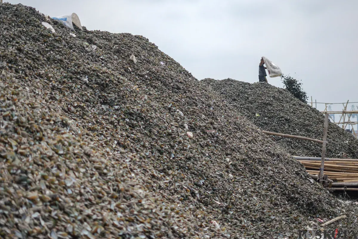 Limbah kerang hijau di pesisir laut Cilincing, Jakarta Utara, Rabu, 3 Desember 2025. (Sumber: Poskota/Bilal Nugraha Ginanjar)