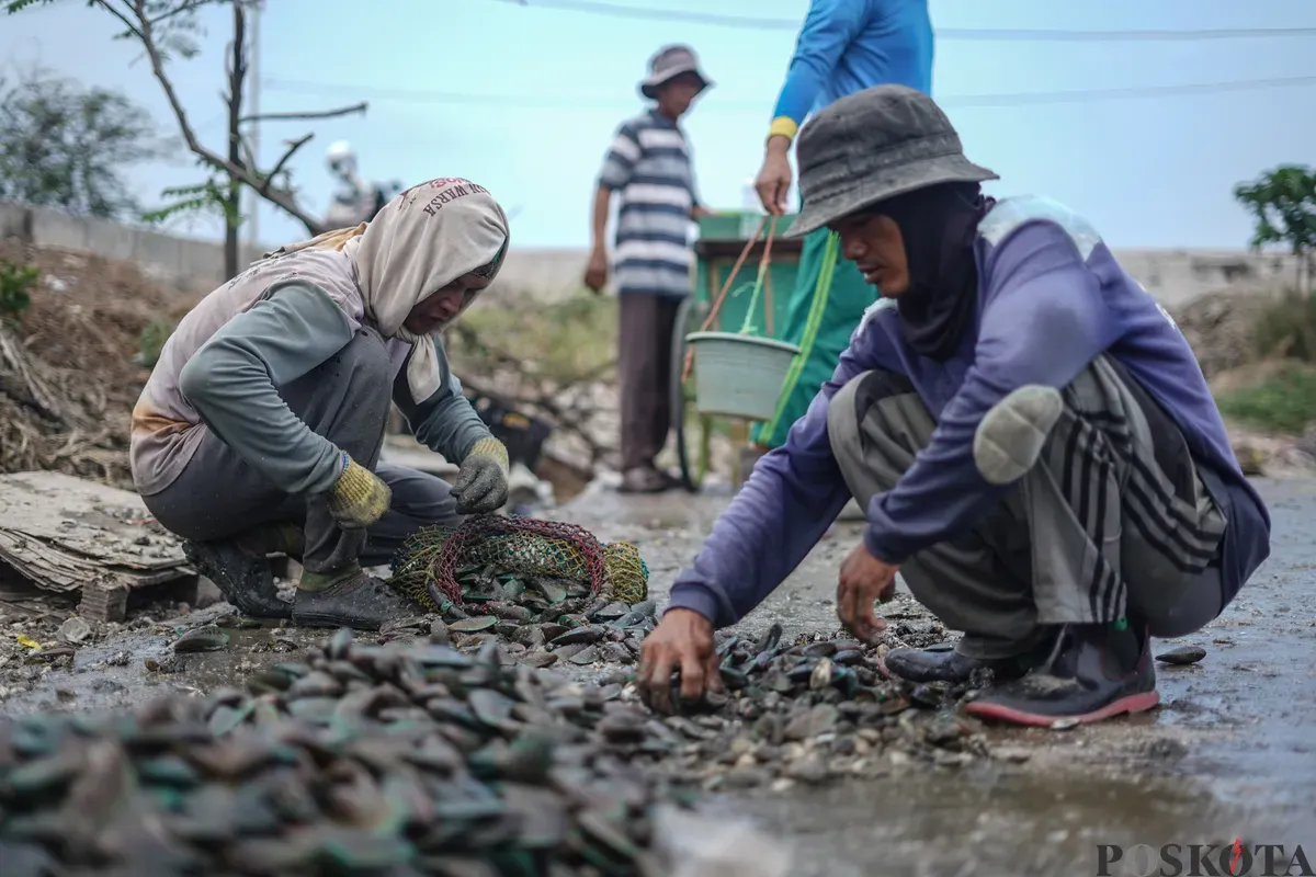 Sejumlah nelayan mengupas kerang hijau di pesisir laut Cilincing, Jakarta Utara, Rabu, 3 Desember 2025. (Sumber: Poskota/Bilal Nugraha Ginanjar)