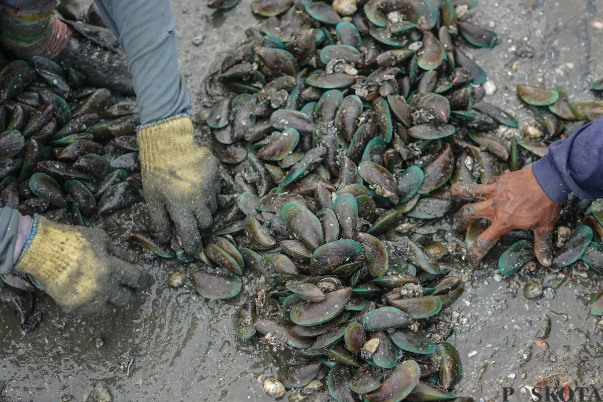Sejumlah nelayan mengupas kerang hijau di pesisir laut Cilincing, Jakarta Utara, Rabu, 3 Desember 2025. (Sumber: Poskota/Bilal Nugraha Ginanjar)