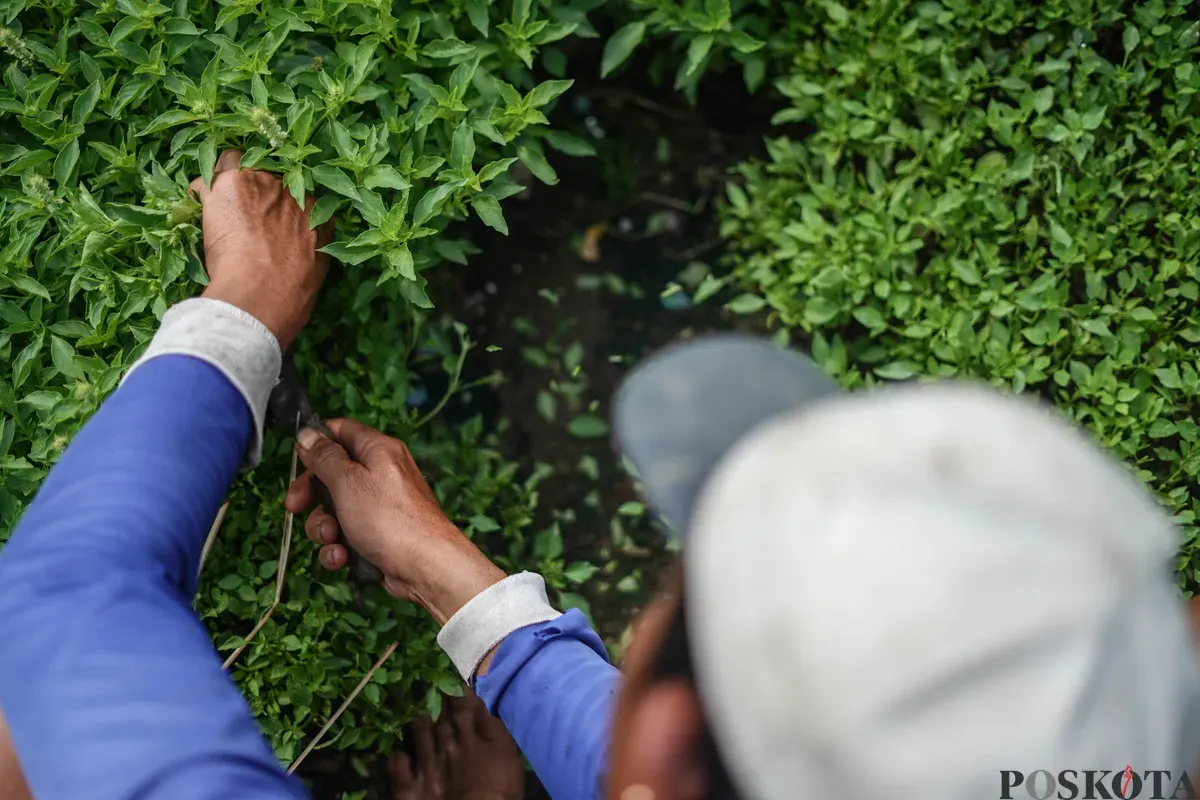 Petani memetik daun kemangi di kawasan Papanggo, Jakarta Utara, Senin, 8 Desember 2025. (Sumber: Poskota/Bilal Nugraha Ginanjar)