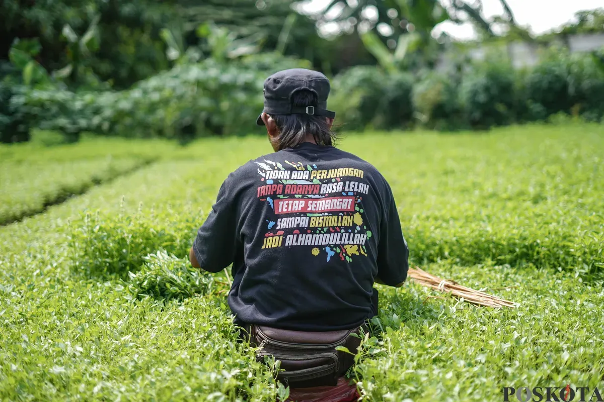 Petani memetik daun kemangi di kawasan Papanggo, Jakarta Utara, Senin, 8 Desember 2025. (Sumber: Poskota/Bilal Nugraha Ginanjar)