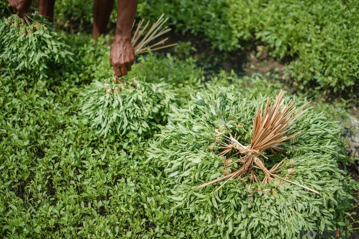 Petani memetik daun kemangi di kawasan Papanggo, Jakarta Utara, Senin, 8 Desember 2025. (Sumber: Poskota/Bilal Nugraha Ginanjar)