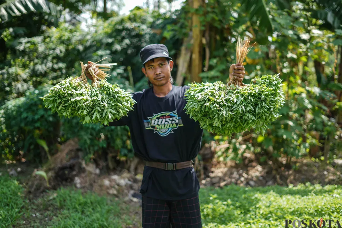 Petani memetik daun kemangi di kawasan Papanggo, Jakarta Utara, Senin, 8 Desember 2025. (Sumber: Poskota/Bilal Nugraha Ginanjar)