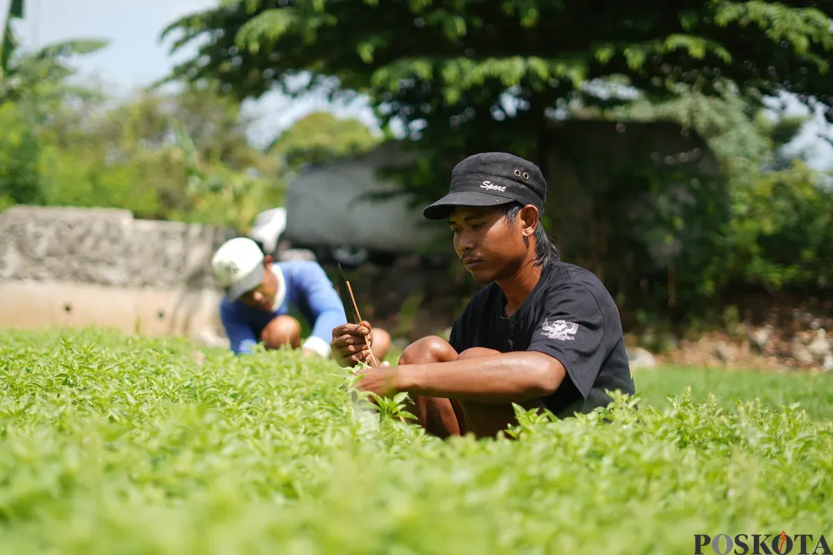 Petani memetik daun kemangi di kawasan Papanggo, Jakarta Utara, Senin, 8 Desember 2025. (Sumber: Poskota/Bilal Nugraha Ginanjar)