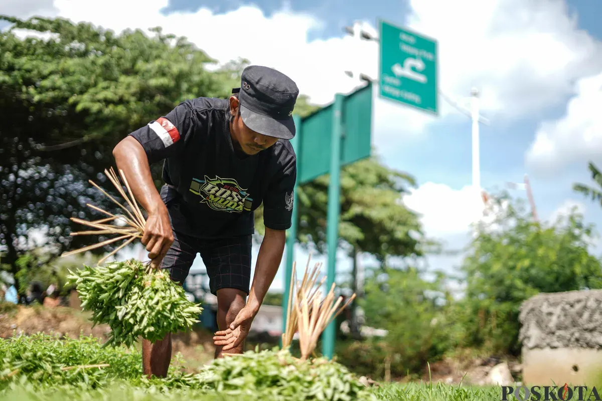 Petani memetik daun kemangi di kawasan Papanggo, Jakarta Utara, Senin, 8 Desember 2025. (Sumber: Poskota/Bilal Nugraha Ginanjar)