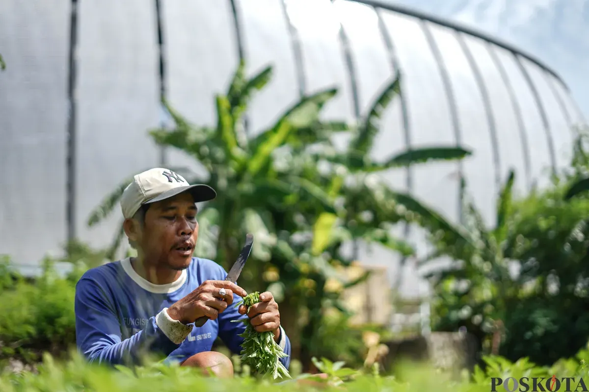 Petani memetik daun kemangi di kawasan Papanggo, Jakarta Utara, Senin, 8 Desember 2025. (Sumber: Poskota/Bilal Nugraha Ginanjar)