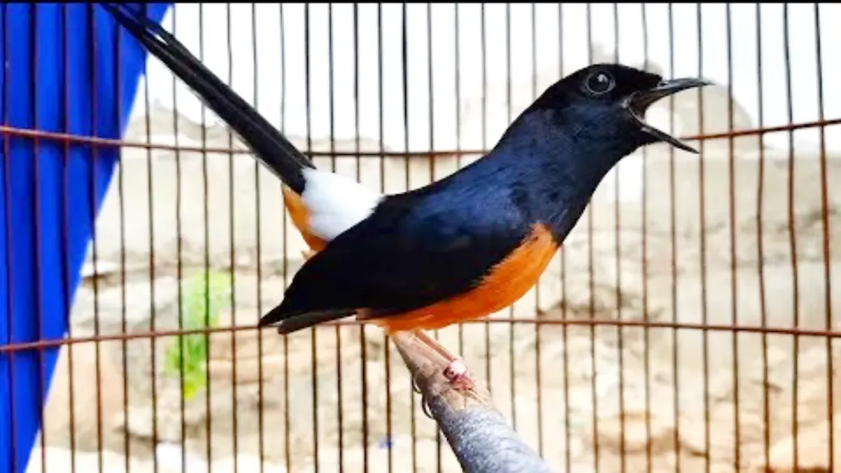 Ilustrasi pencuri burung kicau yang berhasil ditangkap polisi. (Sumber: YouTube/Ocehan Burung)