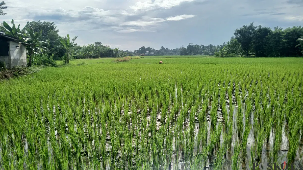 Sawah di wilayah Kecamatan Tigaraksa, Kabupaten Tangerang, terancam gagal panen akibat cuaca ekstrem (Sumber: Poskota | Foto: Veronica Prasetio)