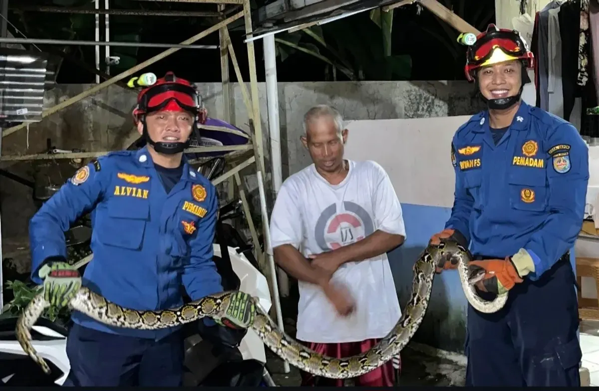 Petugas Damkar berhasil mengevakuasi lar liar sanca kembang dari rumah warga di Kukusan, Beji, Kota Depok. (Sumber: Istimewa)