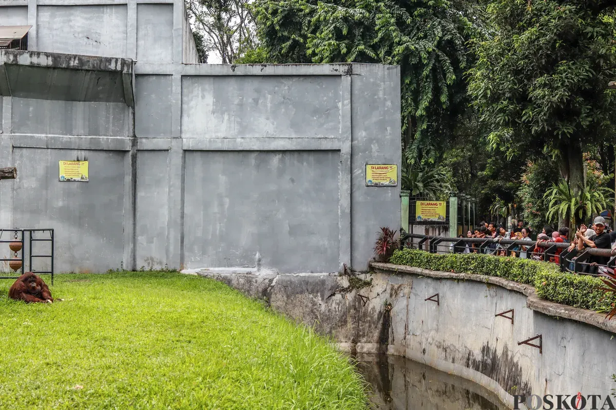 Pengunjung melihat satwa ketika berwisata di Taman Margasatwa Ragunan, Jakarta, Kamis, 25 Desember 2025. (Sumber: Poskota/Dhiya Ahmad Fauzan)