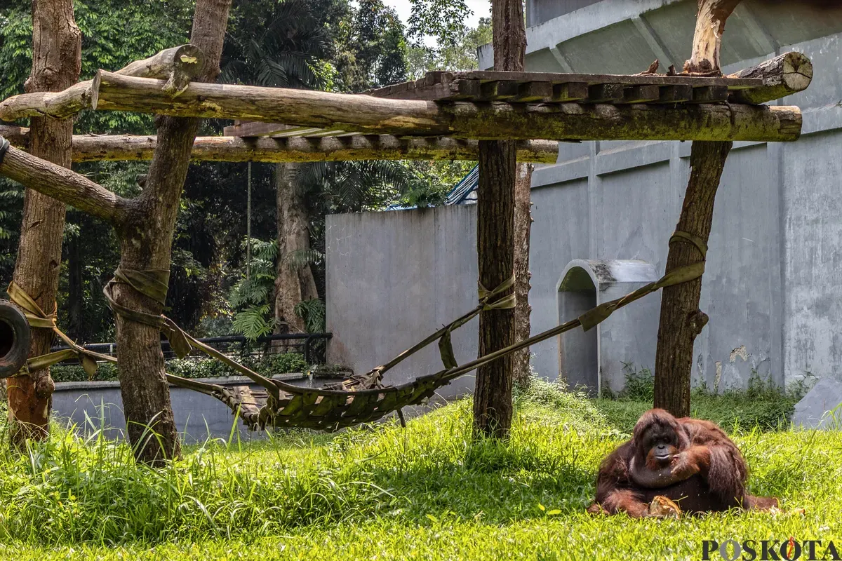 Pengunjung melihat satwa ketika berwisata di Taman Margasatwa Ragunan, Jakarta, Kamis, 25 Desember 2025. (Sumber: Poskota/Bilal Nugraha Ginanjar)