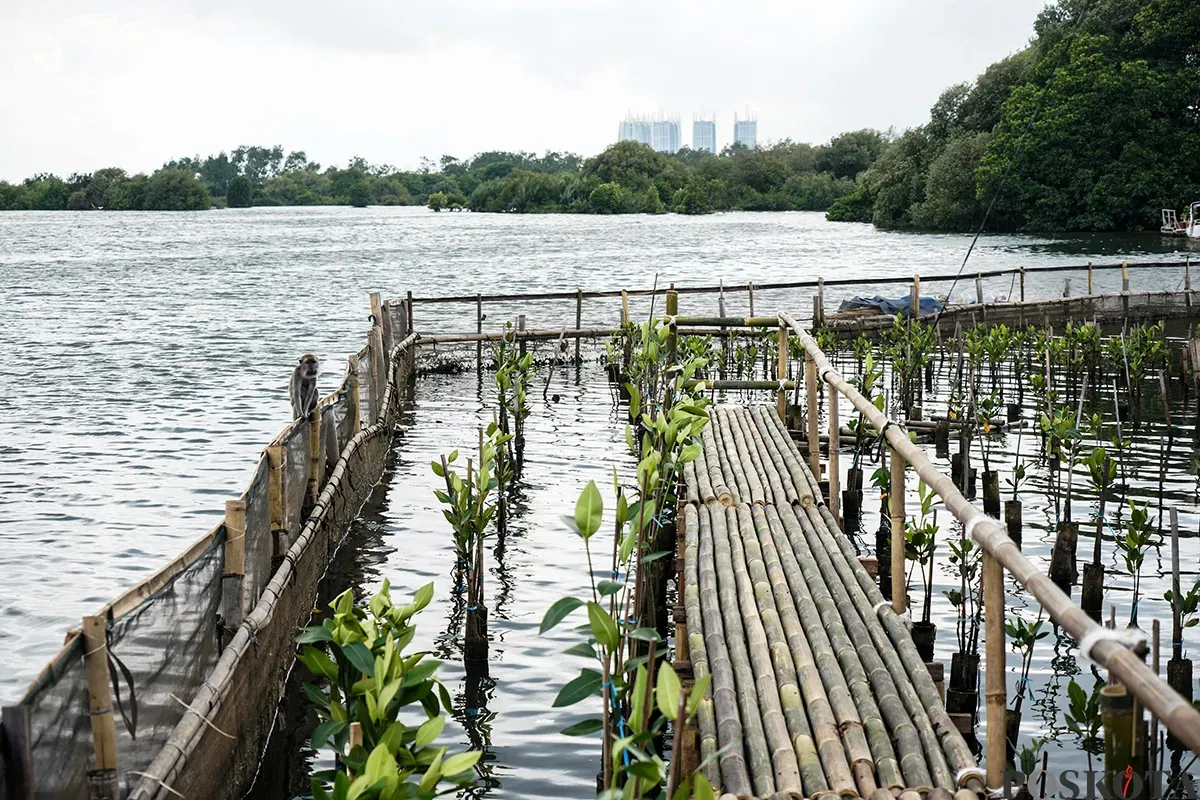 Suasana Hutan Lindung Angke Kapuk yang dipenuhi dengan pohon mangrove di Penjaringan, Jakarta Utara, Rabu, 5 Februari 2025. (Sumber: Poskota/Bilal Nugraha Ginanjar)