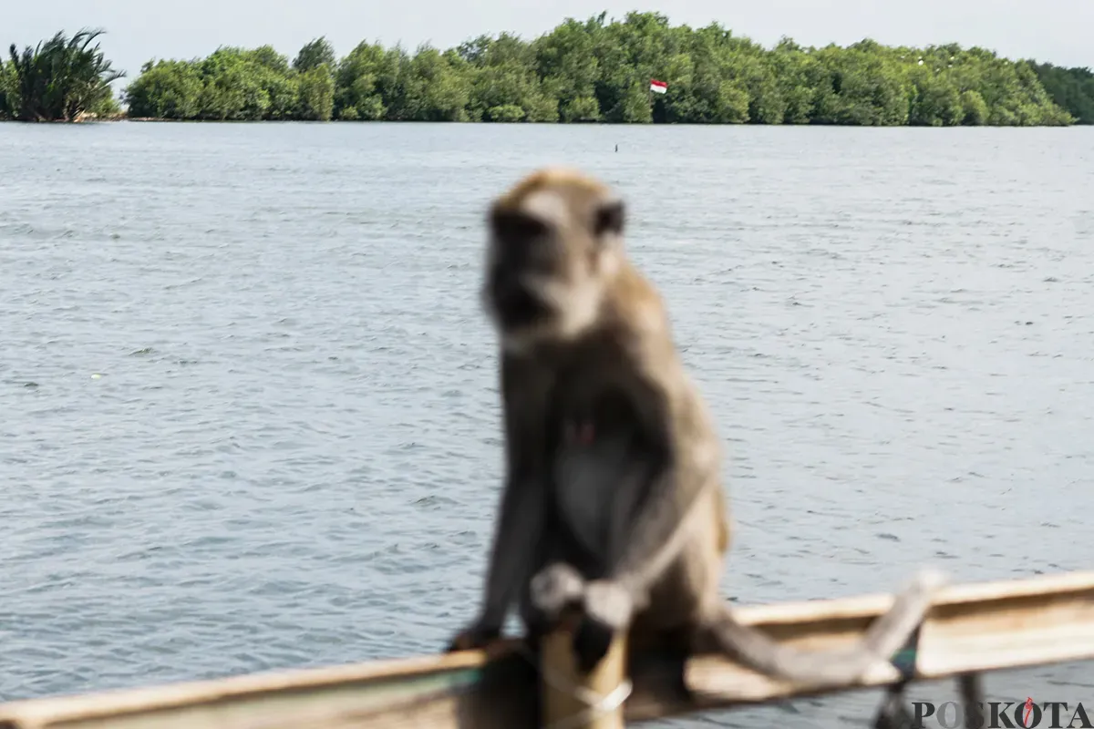 Suasana Hutan Lindung Angke Kapuk yang dipenuhi dengan pohon mangrove di Penjaringan, Jakarta Utara, Rabu, 5 Februari 2025. (Sumber: Poskota/Bilal Nugraha Ginanjar)