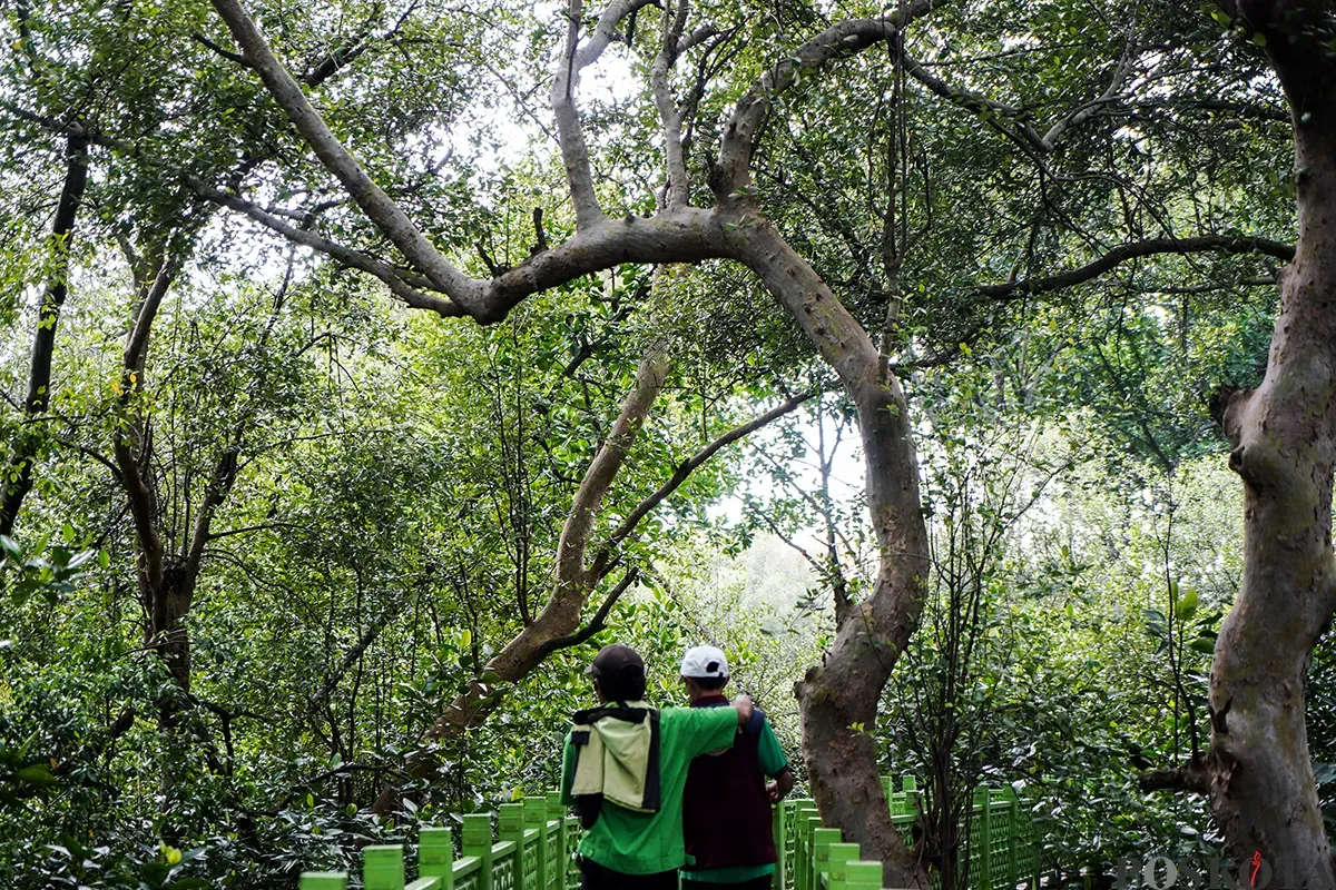 Suasana Hutan Lindung Angke Kapuk yang dipenuhi dengan pohon mangrove di Penjaringan, Jakarta Utara, Rabu, 5 Februari 2025. (Sumber: Poskota/Bilal Nugraha Ginanjar)