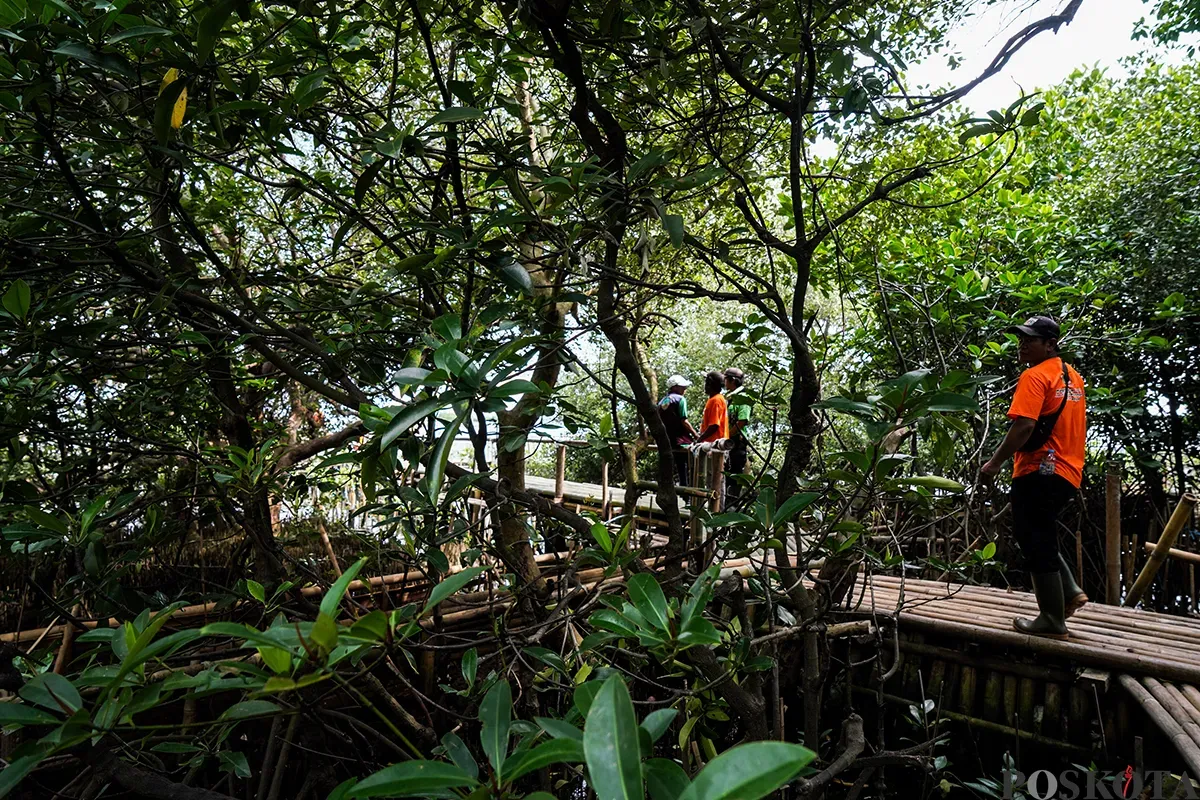 Suasana Hutan Lindung Angke Kapuk yang dipenuhi dengan pohon mangrove di Penjaringan, Jakarta Utara, Rabu, 5 Februari 2025. (Sumber: Poskota/Bilal Nugraha Ginanjar)