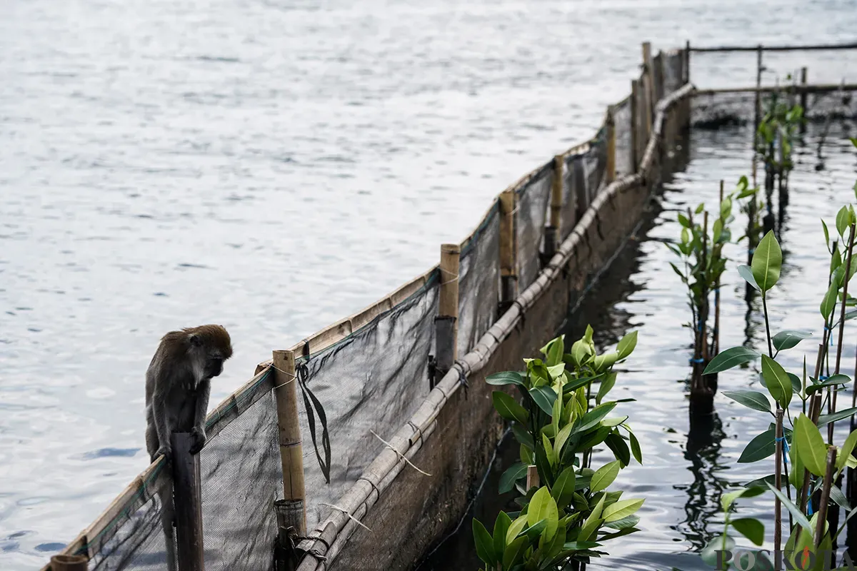 Suasana Hutan Lindung Angke Kapuk yang dipenuhi dengan pohon mangrove di Penjaringan, Jakarta Utara, Rabu, 5 Februari 2025. (Sumber: Poskota/Bilal Nugraha Ginanjar)