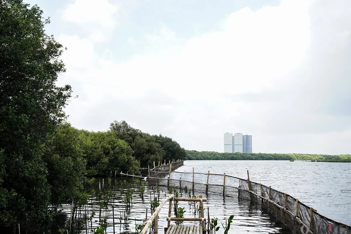 Suasana Hutan Lindung Angke Kapuk yang dipenuhi dengan pohon mangrove di Penjaringan, Jakarta Utara, Rabu, 5 Februari 2025. (Sumber: Poskota/Bilal Nugraha Ginanjar)