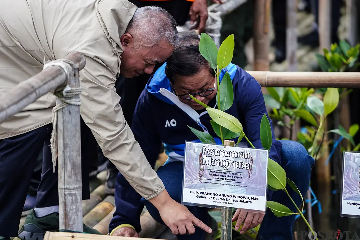 Gubernur Daerah Khusus Jakarta terpilih, Pramono Anung, menanam bibit pohon mangrove di pesisir Hutan Lindung Angke Kapuk, Penjaringan, Jakarta Utara. Rabu, 5 Februari, 2025. (Sumber: Poskota/Bilal Nugraha Ginanjar)