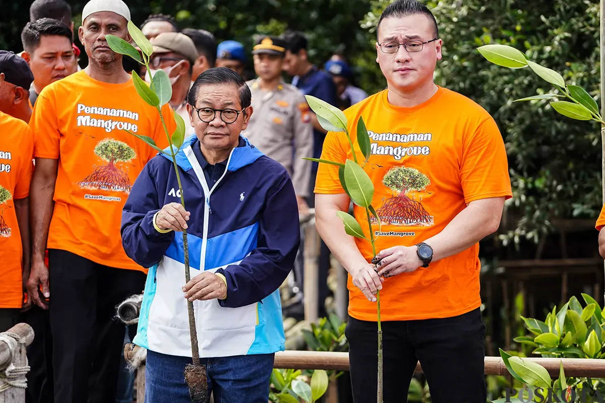 Gubernur Daerah Khusus Jakarta terpilih, Pramono Anung, menanam bibit pohon mangrove di pesisir Hutan Lindung Angke Kapuk, Penjaringan, Jakarta Utara. Rabu, 5 Februari, 2025. (Sumber: Poskota/Bilal Nugraha Ginanjar)