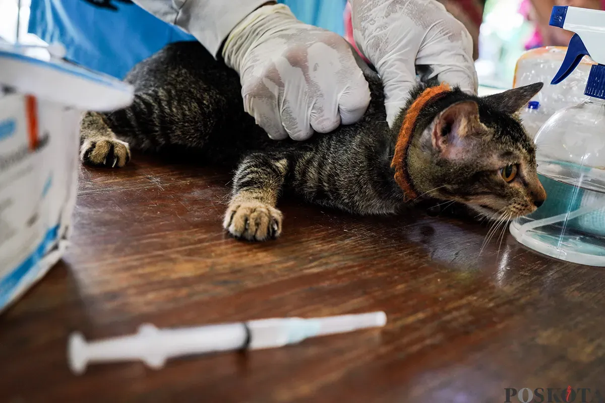 Petugas Suku Dinas Ketahanan Pangan, Kelautan dan Pertanian Jakarta Pusat menyuntik vaksin rabies kepada kucing milik warga di Jalan Gelora IX, Tanah Abang, Jakarta, Kamis, 13 Februari 2025. (Sumber: Poskoata/ Bilal Nugraha Ginanjar)