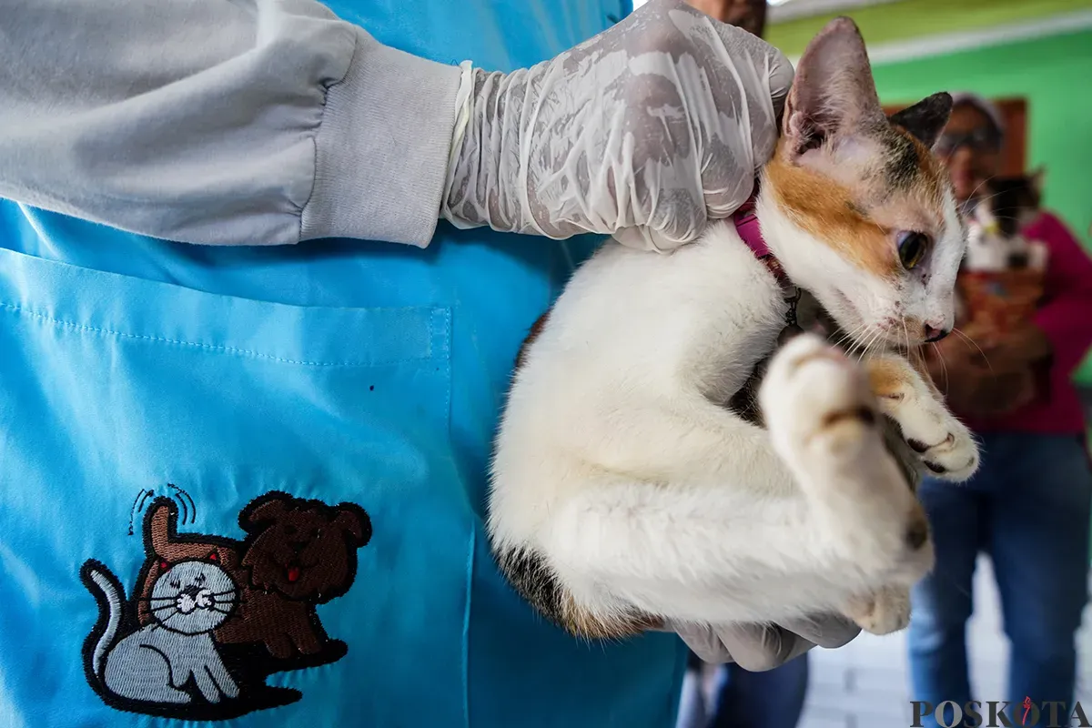 Petugas Suku Dinas Ketahanan Pangan, Kelautan dan Pertanian Jakarta Pusat menyuntik vaksin rabies kepada kucing milik warga di Jalan Gelora IX, Tanah Abang, Jakarta, Kamis, 13 Februari 2025. (Sumber: Poskoata/ Bilal Nugraha Ginanjar)