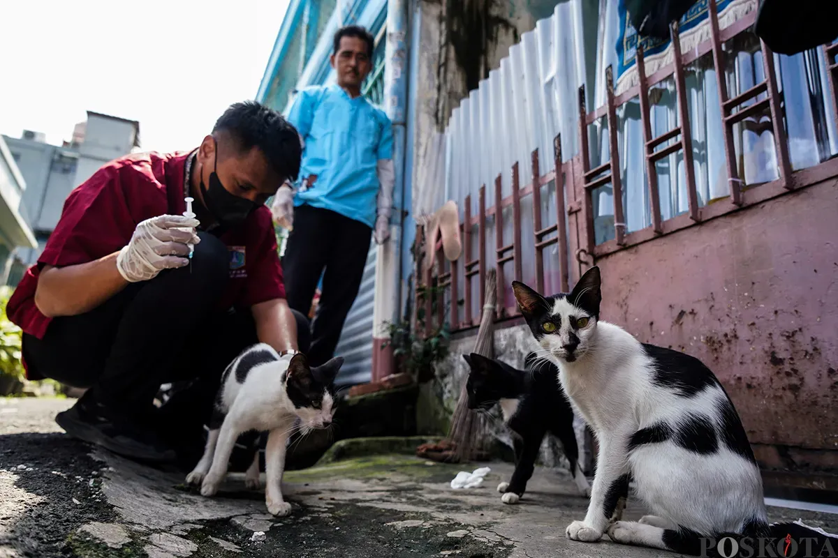 Petugas Suku Dinas Ketahanan Pangan, Kelautan dan Pertanian Jakarta Pusat menyuntik vaksin rabies kepada kucing milik warga di Jalan Gelora IX, Tanah Abang, Jakarta, Kamis, 13 Februari 2025. (Sumber: Poskoata/ Bilal Nugraha Ginanjar)