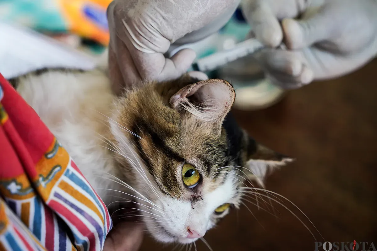 Petugas Suku Dinas Ketahanan Pangan, Kelautan dan Pertanian Jakarta Pusat menyuntik vaksin rabies kepada kucing milik warga di Jalan Gelora IX, Tanah Abang, Jakarta, Kamis, 13 Februari 2025. (Sumber: Poskoata/ Bilal Nugraha Ginanjar)