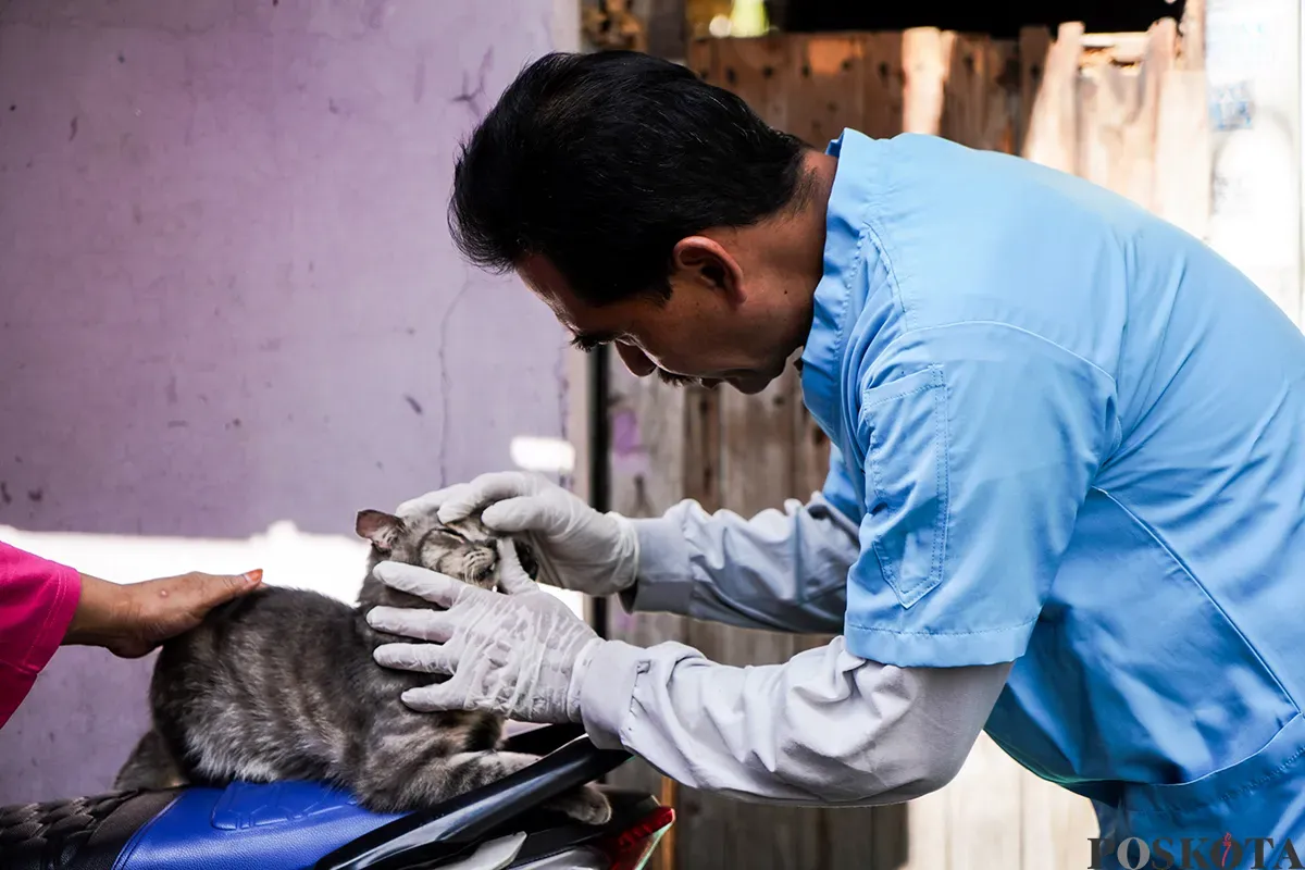 Petugas Suku Dinas Ketahanan Pangan, Kelautan dan Pertanian Jakarta Pusat menyuntik vaksin rabies kepada kucing milik warga di Jalan Gelora IX, Tanah Abang, Jakarta, Kamis, 13 Februari 2025. (Sumber: Poskoata/ Bilal Nugraha Ginanjar)