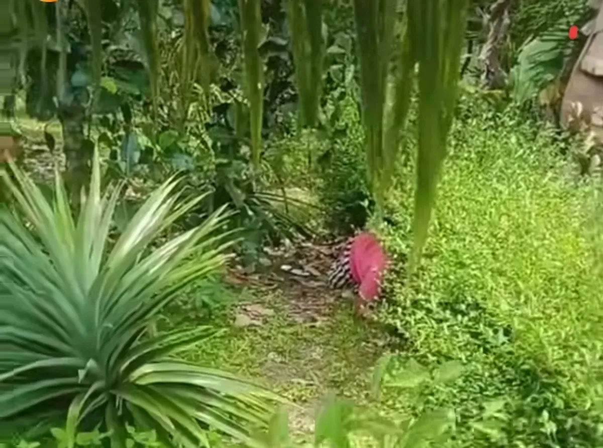 Nenek bersembunyi di semak-semak. (Sumber: Tangkapan layar di Instagram @awreceh.id)