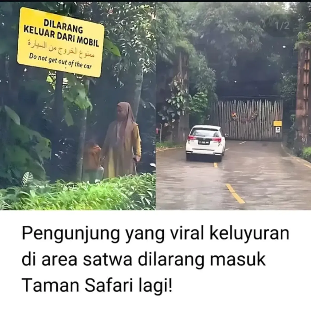  Pengunjung Taman Safari keluar dari mobil.(Sumber: IG/trendingbuzz)