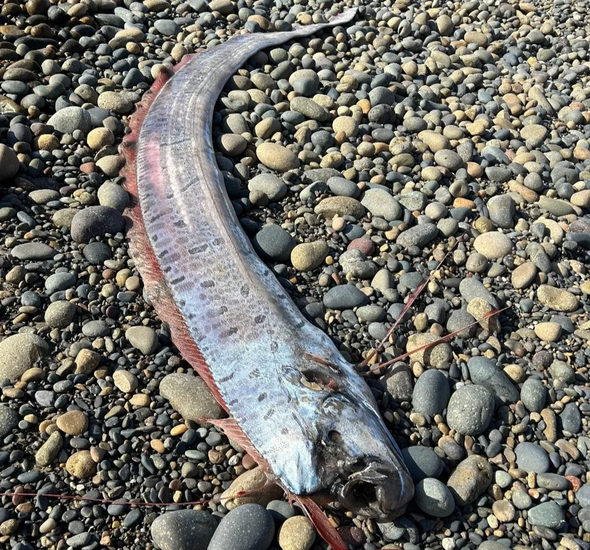 Ilustrasi ikan Oarfish terdampar, menjadi pertanda buruk. (Sumber: Instagram/@scripps_ocean)