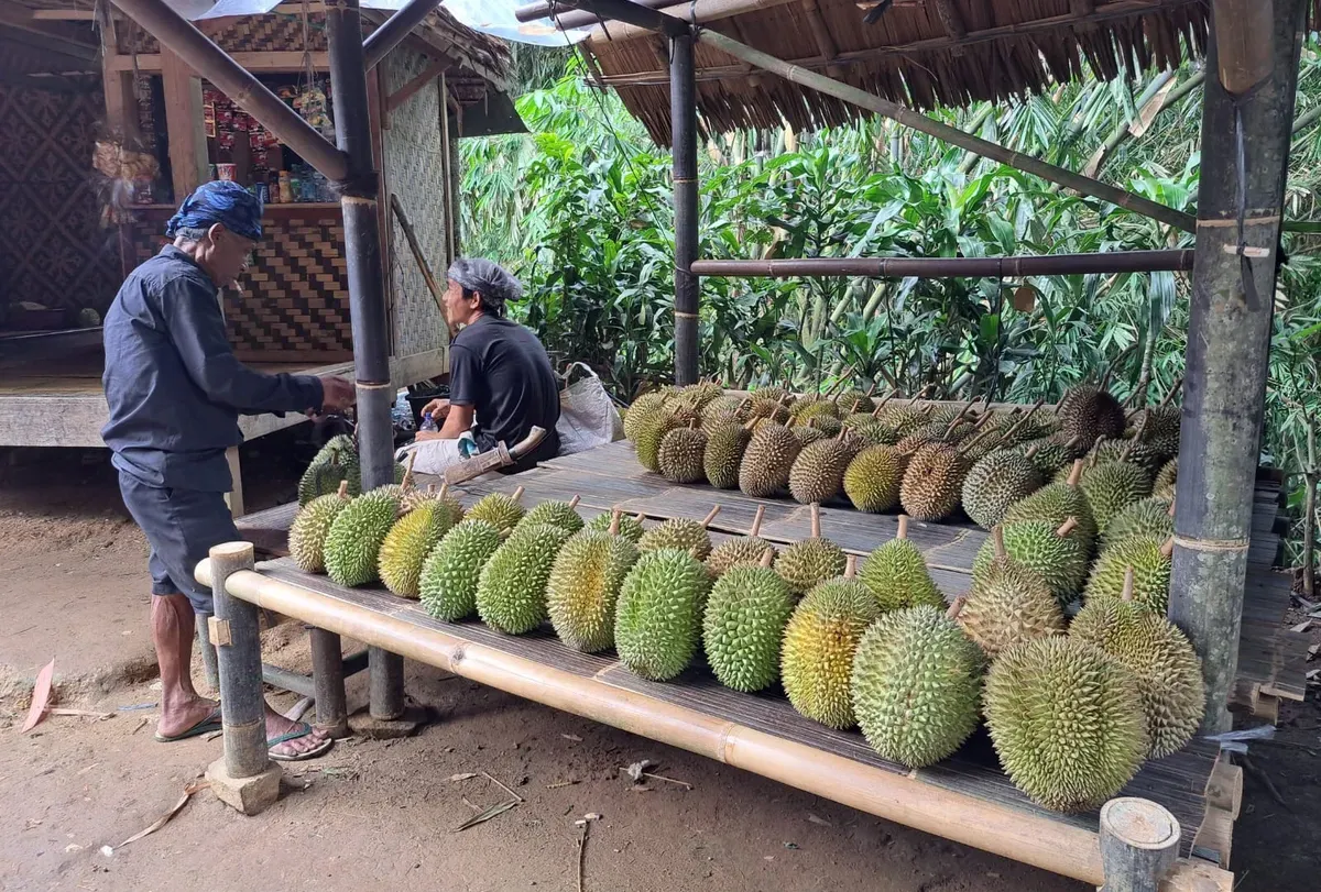 Ilustrasi penual durian (Sumber: Dok. Warga Ciboleger)