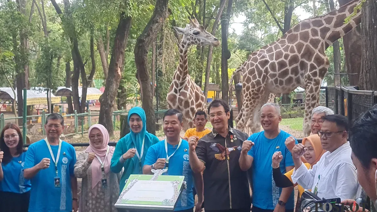 Pj Gubernur Jakarta, Teguh Setyabudi mengunjungi Taman Margasatwa Ragunan dan memberi nama anak jerapah yang lahir pada 3 Desember 2024 lalu dengan nama Rajaka, Rabu, 8 Januari 2025. (Sumber: Poskota/Pandi Ramedhan)