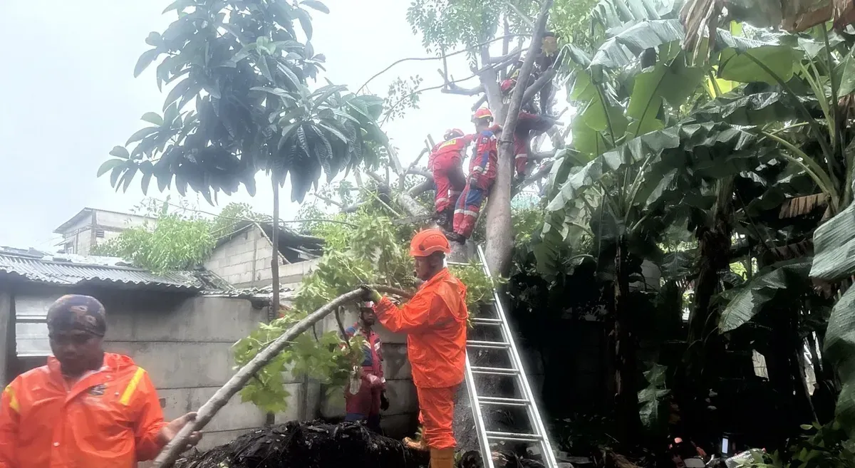 Salah satu pohon tumbang di Jalan Meranti, Jakarta Timur, Kamis, 9 Januari 2025. (Sumber: Dok. BPBD Jakarta)