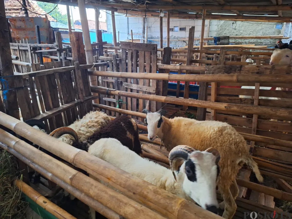 Sejumlah domba berada di kandang tempat peternakan Maruloh di Kecamatan Babelan, Kabupaten Bekasi, Rabu, 15 Januari 2025. (Sumber: Poskota/Ihsan Fahmi)