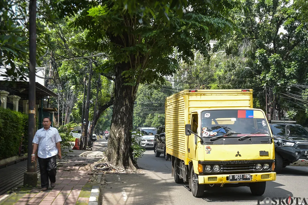 Sejumlah pengendara melintas di depan pohon yang tertanam dan memakan sebagian badan jalan di Jalan Hangtuah, Jakarta Selatan, Jumat, 17 Januari 2025. (Sumber: Poskota/Bilal Nugraha Ginanjar)