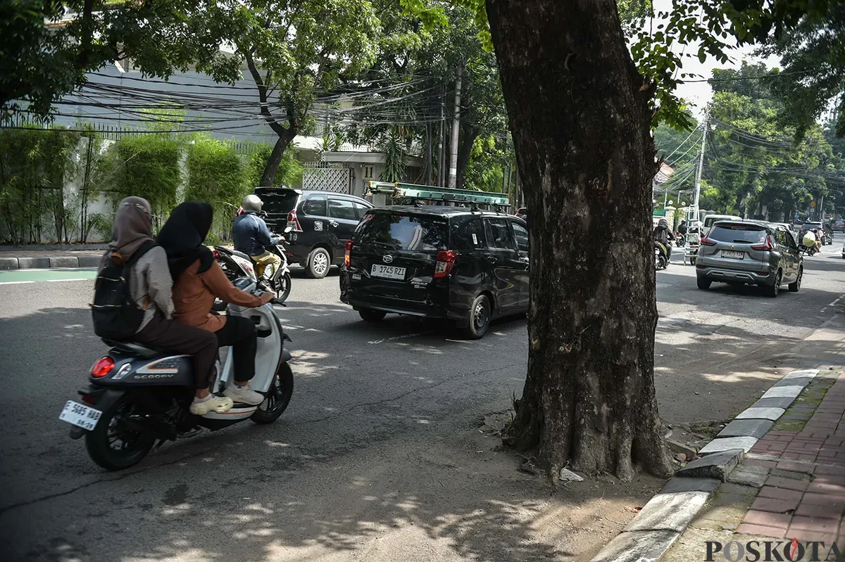 Sejumlah pengendara melintas di depan pohon yang tertanam dan memakan sebagian badan jalan di Jalan Hangtuah, Jakarta Selatan, Jumat, 17 Januari 2025. (Sumber: Poskota/Bilal Nugraha Ginanjar)